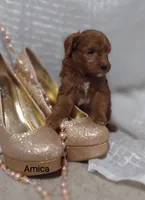 Amica, a female Cavapoo for sale in Cadott, WI – Photo 4 of 10