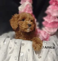Amica, a female Cavapoo for sale in Cadott, WI – Photo 6 of 10