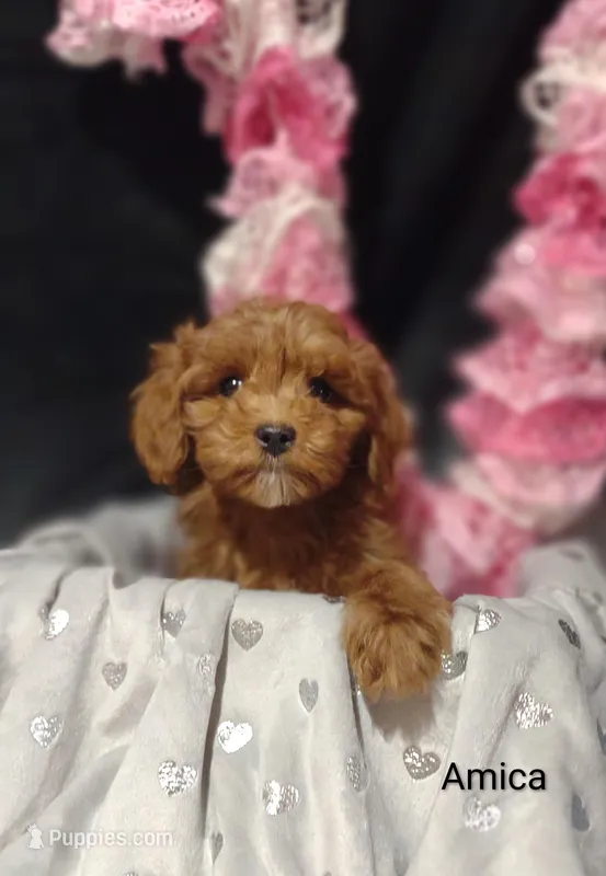 Amica – Cavapoo puppy for sale in Cadott, WI