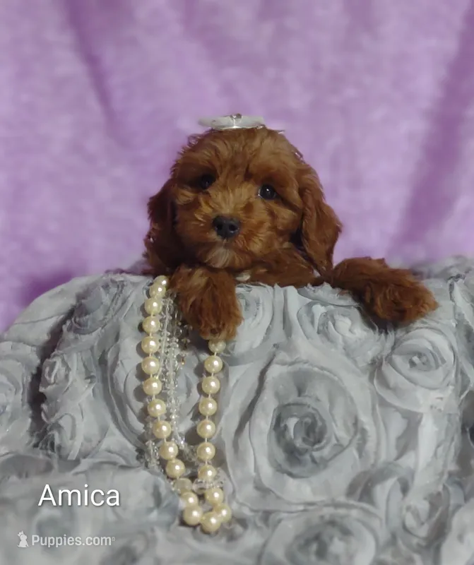 Amica – Cavapoo puppy for sale in Cadott, WI