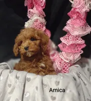 Amica, a female Cavapoo for sale in Cadott, WI – Photo 10 of 10
