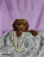 Amica, a female Cavapoo for sale in Cadott, WI – Photo 4 of 10