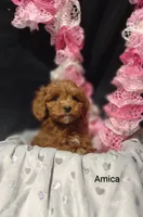 Amica, a female Cavapoo for sale in Cadott, WI – Photo 7 of 10