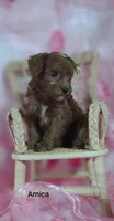 Amica, a female Cavapoo for sale in Cadott, WI – Photo 5 of 10