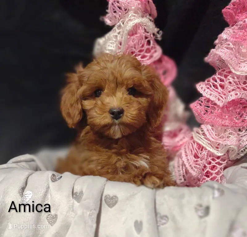 Amica – Cavapoo puppy for sale in Cadott, WI