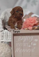 Taryn , a female Cavapoo for sale in Cadott, WI – 3 of 8