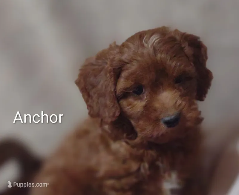 Anchor  – Cavapoo puppy for sale in Cadott, WI