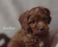 Anchor , a male Cavapoo for sale in Cadott, WI – 1 of 10