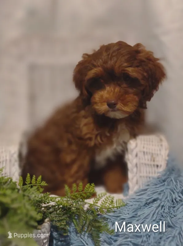 Maxwell  – Shihpoo puppy for sale in Cadott, WI