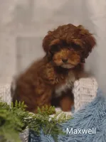 Maxwell , a male Shihpoo for sale in Cadott, WI – 6 of 7