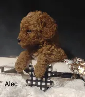 Alec, a male Cavapoo for sale in Cadott, WI – 3 of 10