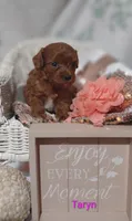 Taryn , a female Cavapoo for sale in Cadott, WI – 5 of 8