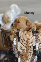 Manley , a male Shihpoo for sale in Cadott, WI – 5 of 8