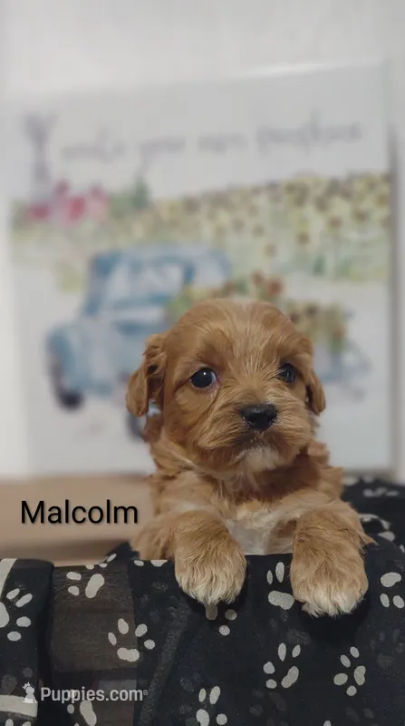 Malcolm  – Shihpoo puppy for sale in Cadott, WI