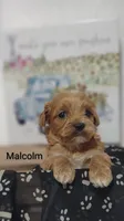 Malcolm , a male Shihpoo for sale in Cadott, WI – 4 of 9