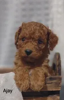 Ajay, a male Cavapoo for sale in Cadott, WI – 2 of 10