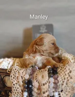 Manley , a male Shihpoo for sale in Cadott, WI – 3 of 8