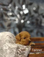 Tanner , a male Cavapoo for sale in Cadott, WI – 4 of 10