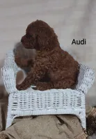 Audi , a male Cavapoo for sale in Cadott, WI – 9 of 10