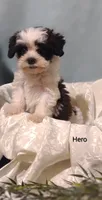 Hero, a male Cavapoo and Shih Tzu for sale in Cadott, WI – 3 of 10