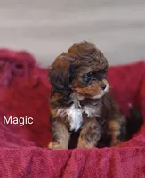 Magic , a male Shihpoo for sale in Cadott, WI – 3 of 10