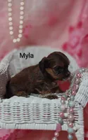 Myla, a female Shihpoo for sale in Cadott, WI – 8 of 10