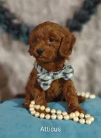 Atticus , a male Cavapoo for sale in Cadott, WI – 2 of 9