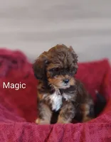 Magic , a male Shihpoo for sale in Cadott, WI – 9 of 10