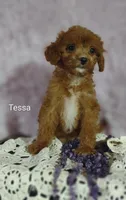 Tessa, a female Cavapoo for sale in Cadott, WI – 4 of 10