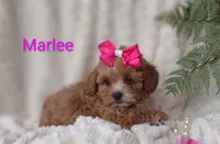 Marlee , a female Shihpoo for sale in Cadott, WI – 8 of 10