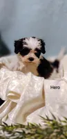 Hero, a male Cavapoo and Shih Tzu for sale in Cadott, WI – 5 of 10