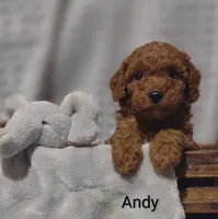 Andy, a male Cavapoo for sale in Cadott, WI – 7 of 10