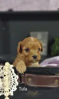 Tula, a female Cavapoo for sale in Cadott, WI – 7 of 10