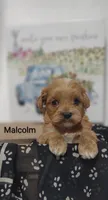 Malcolm , a male Shihpoo for sale in Cadott, WI – 7 of 9