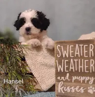 Hansel , a male Cavapoo and Shih Tzu for sale in Cadott, WI – 7 of 10