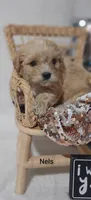 Nels, a male Cavachon for sale in Cadott, WI – 6 of 6
