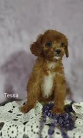 Tessa, a female Cavapoo for sale in Cadott, WI – 1 of 10