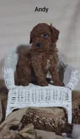 Andy, a male Cavapoo for sale in Cadott, WI – 4 of 10