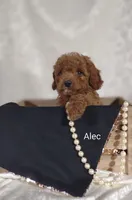 Alec, a male Cavapoo for sale in Cadott, WI – 9 of 10