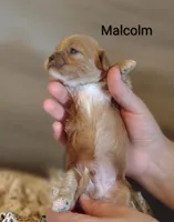 Malcolm , a male Shihpoo for sale in Cadott, WI – 2 of 5