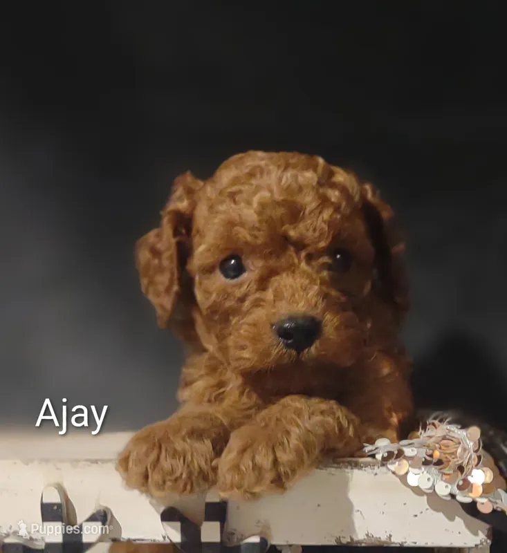 Ajay – Cavapoo puppy for sale in Cadott, WI