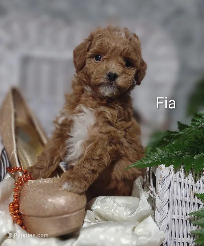 Fia – Shihpoo puppy for sale in Cadott, WI