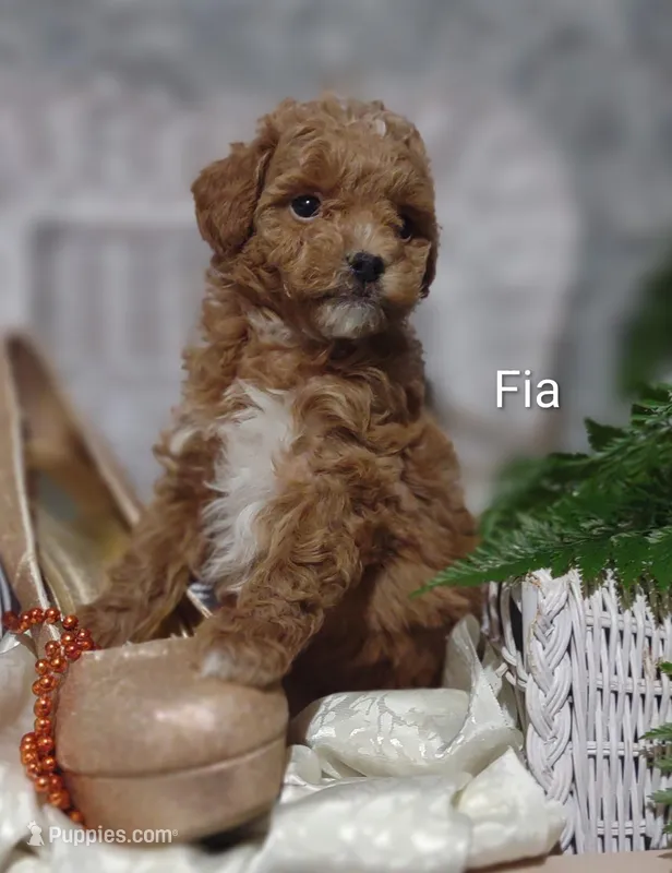 Fia – Shihpoo puppy for sale in Cadott, WI