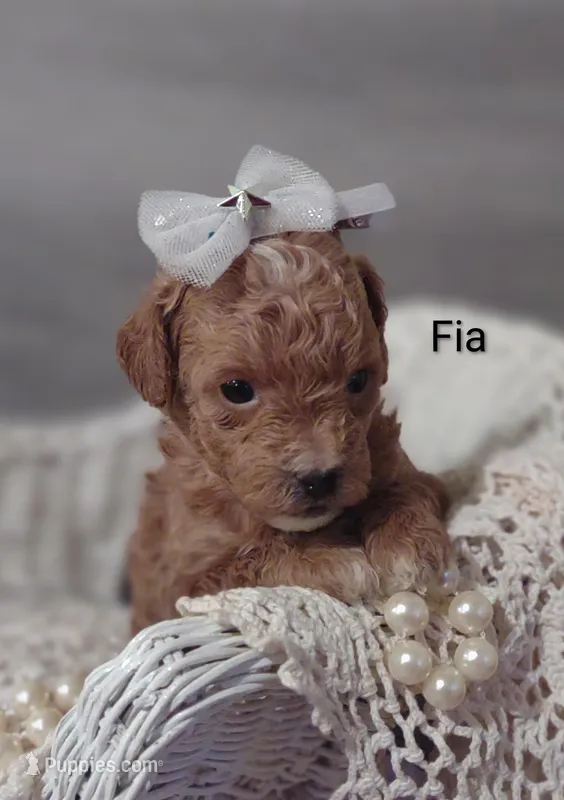 Fia – Shihpoo puppy for sale in Cadott, WI