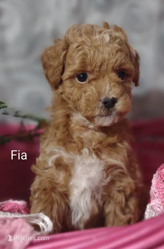 Fia – Shihpoo puppy for sale in Cadott, WI