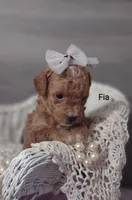 Fia, a female Shihpoo for sale in Cadott, WI – Photo 2 of 7