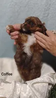 Coffee , a male Shih Tzu for sale in Cadott, WI – 8 of 10
