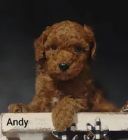 Andy, a male Cavapoo for sale in Cadott, WI – 9 of 10