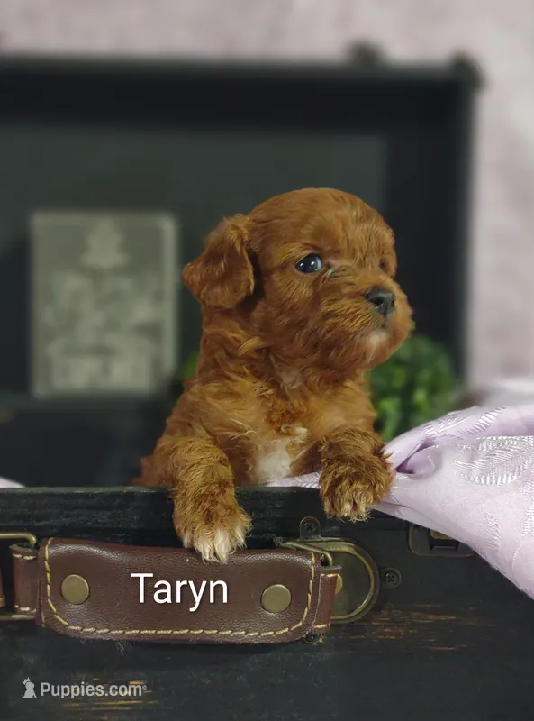 Taryn  – Cavapoo puppy for sale in Cadott, WI