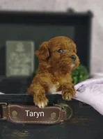 Taryn , a female Cavapoo for sale in Cadott, WI – 8 of 8